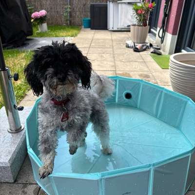 Hundetreffen-Gassi-Partner Gesucht-Bild