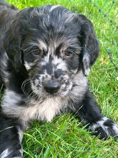 Ungewollte Deckung-Beitrag-Bild