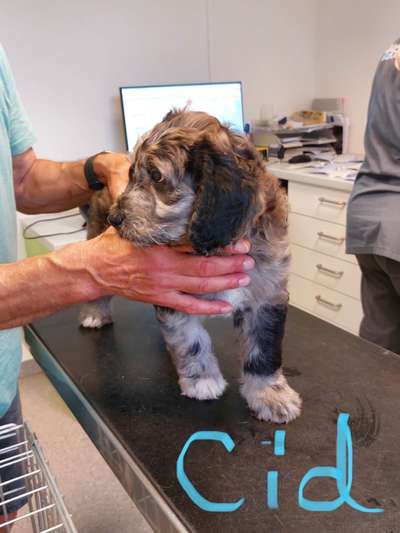 Aussies-Beitrag-Bild