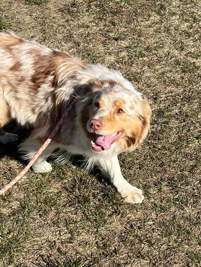 Wie heißt dein Hund?-Beitrag-Bild