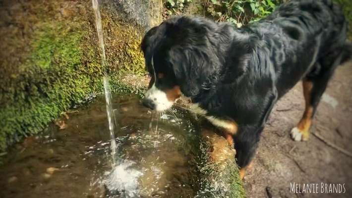 Dogorama-Monats-Challenge-Mai "Wasser"-Beitrag-Bild