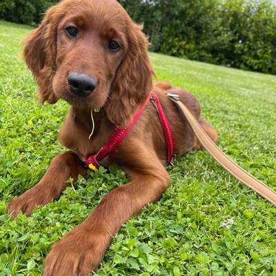 Hundetreffen-Welpentreffen, Spaziergänge-Bild