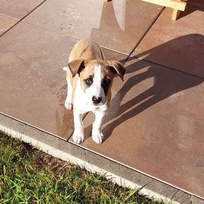Hundetreffen-Hundebetreuung-Bild