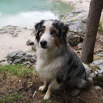 Hundetreffen-Gassi Runde-Bild