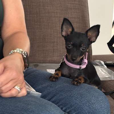 Hundetreffen-Spielrunde Welpen treffen kleine Hunde-Bild