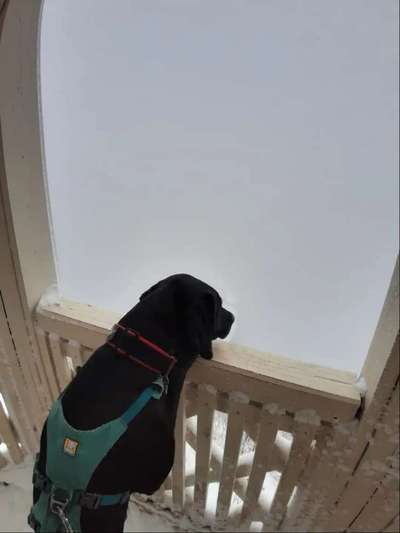 Dogorama Photo Challenge - Nebel-Beitrag-Bild