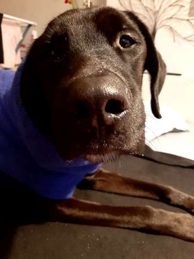 Dogorama Photo Challenge - Hundeblick zum hinschmelzen-Beitrag-Bild