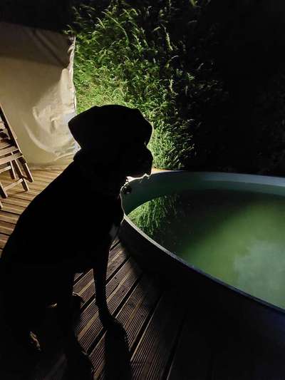 Dogorama Photo Challenge - Licht-Beitrag-Bild