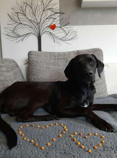 Dogorama Photo Challenge - Be my valentine-Beitrag-Bild