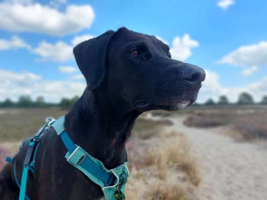 Dogorama Photo Challenge - Portrait-Beitrag-Bild