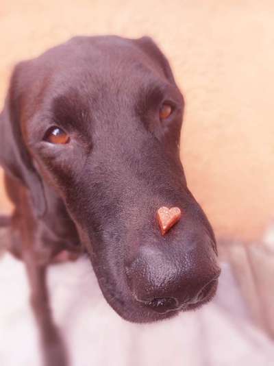 Fotochallenge Nr. 102: Futter balancieren-Beitrag-Bild