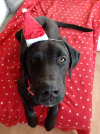 Dogorama Photo Challenge - Nikolaus-Beitrag-Bild