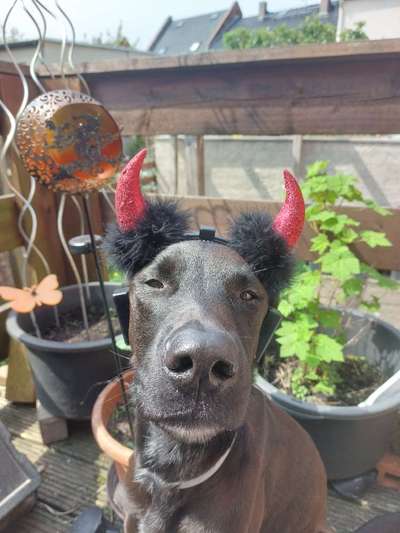 Fotochallange nr. 106
Der geschmückte Hund.-Beitrag-Bild