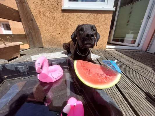 Fotochallenge Nr 96.: Bunt, Bunter, Hund 💐🌹🍁-Beitrag-Bild