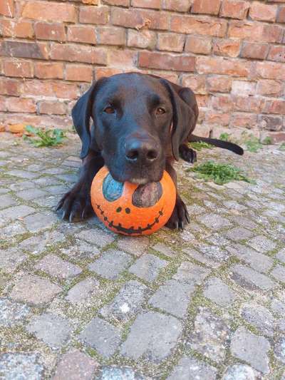 Dogorama Photo Challenge - Kürbis-Beitrag-Bild