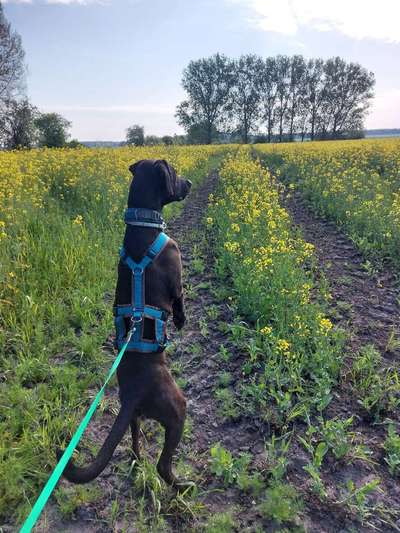 Dogorama Photo Challenge - Hunde in Action-Beitrag-Bild