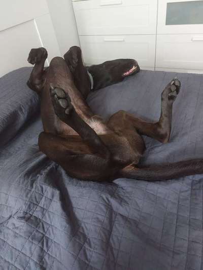 Dogorama Photo Challenge - Wälzen-Beitrag-Bild