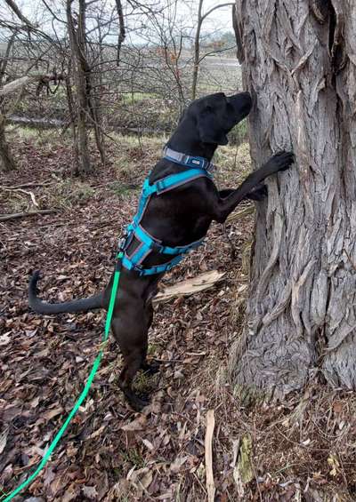 Dogorama Photo Challenge- Der Nase nach-Beitrag-Bild