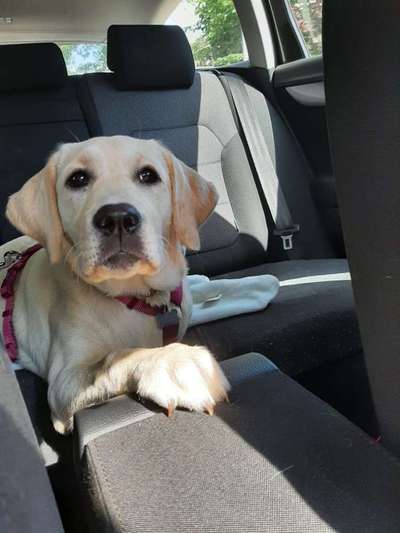 Die Dogorama Wochen Challenge-Beitrag-Bild