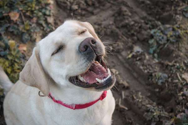 Labradorfans-Beitrag-Bild