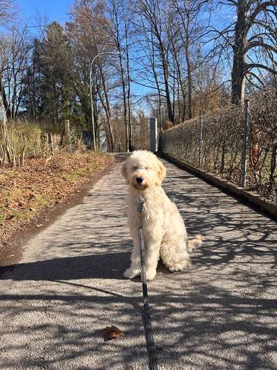 Hundetreffen-Hundebegegnung oder treffen zum erlernen von positiven Sozialverhalten/Begegnungen.-Bild