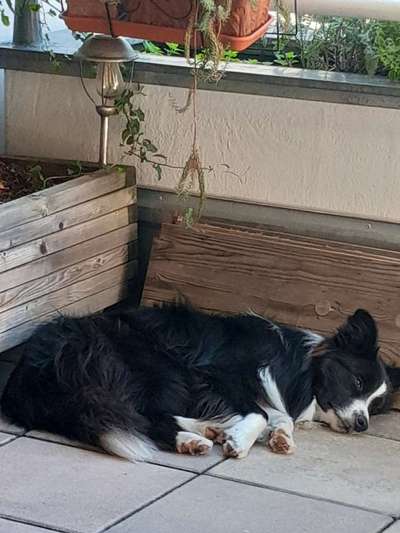 Überdrehter Junghund-Beitrag-Bild