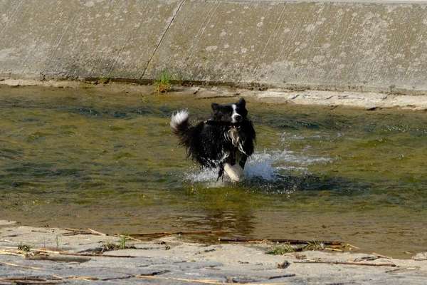 Fotowettbewerb: Wasserratte-Beitrag-Bild