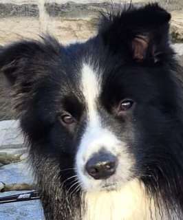 Nicht ganz alltägliche Hundenamen.
Wie kreativ wart ihr?-Beitrag-Bild