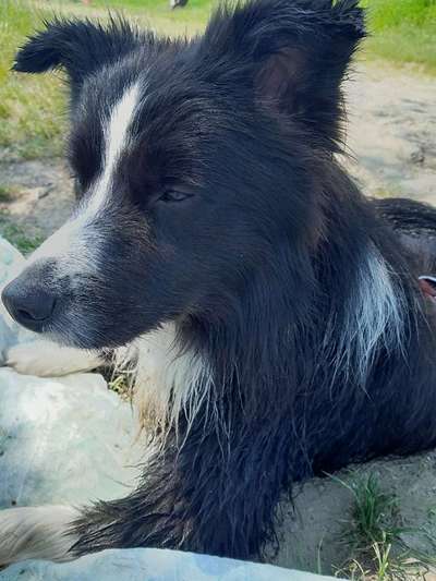 Wie sitzt mein Maulkorb / Maulkorb-Beratung-Beitrag-Bild