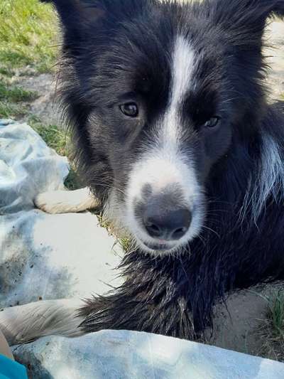 Wie sitzt mein Maulkorb / Maulkorb-Beratung-Beitrag-Bild