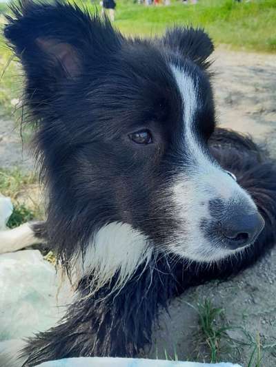 Wie sitzt mein Maulkorb / Maulkorb-Beratung-Beitrag-Bild