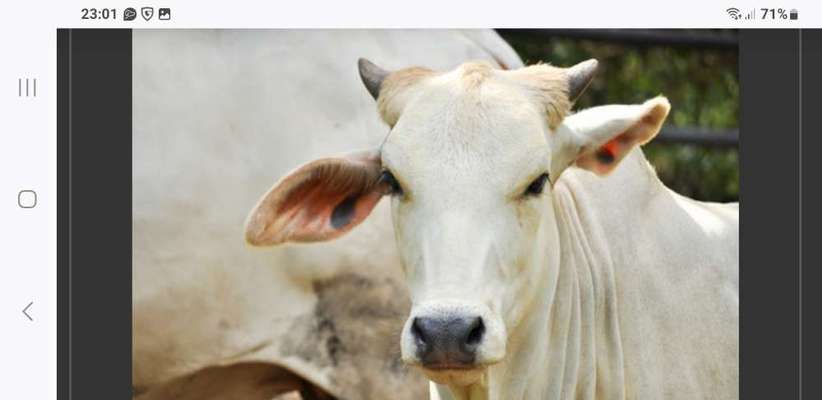 Nicht ganz alltägliche Hundenamen.
Wie kreativ wart ihr?-Beitrag-Bild