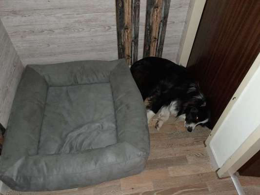 Zu viel Geschiss (Getue) um den Hund?-Beitrag-Bild