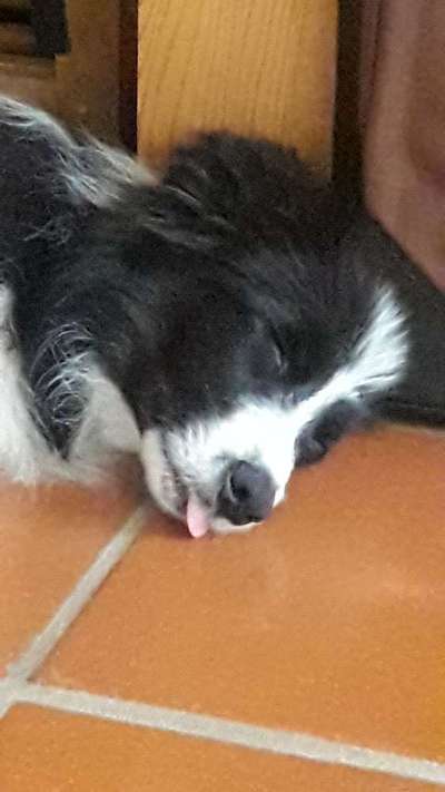 Hunde Porträt (Portrait) Galerie....-Beitrag-Bild