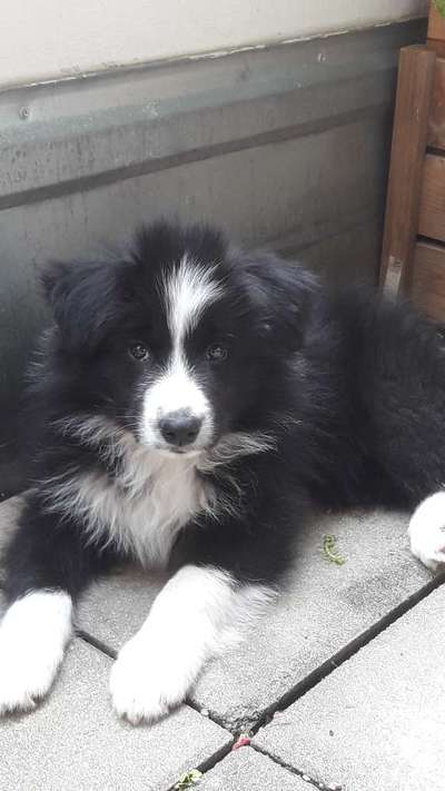 Ohrstellung bei Zahnwechsel-Beitrag-Bild