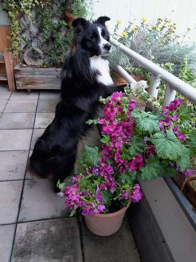 Furminator - Fellpflege beim Welpen-Beitrag-Bild