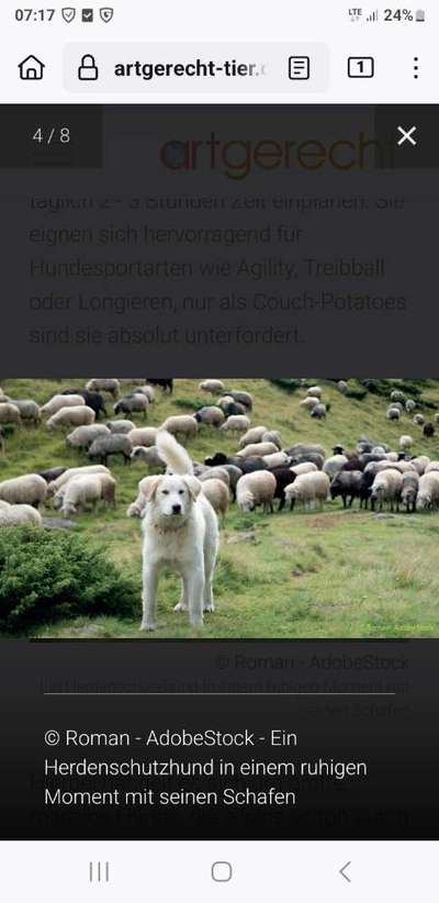 Rassenbestimmung- Tierschutzhund aus Rumänien-Beitrag-Bild