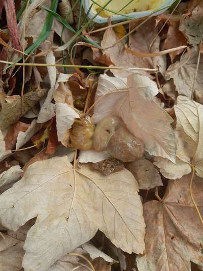 Schleimiger Kot nach Wurmkur?-Beitrag-Bild