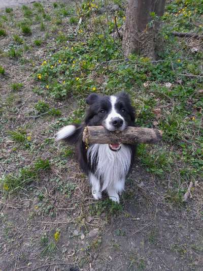 Wie lebt es sich mit Hund im Ausland?-Beitrag-Bild