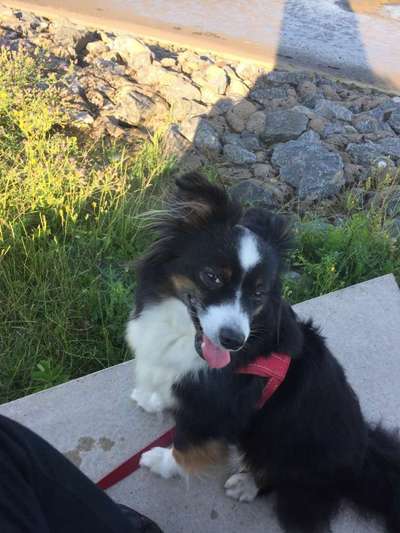 zeigt mal eure schönsten Fotos von euren Lieblingen.-Beitrag-Bild