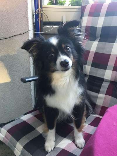 Seltene Rassen!-Beitrag-Bild