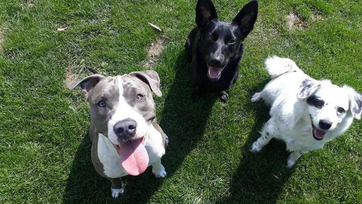 Dein Hund im Dogorama-Kalender 2021-Beitrag-Bild