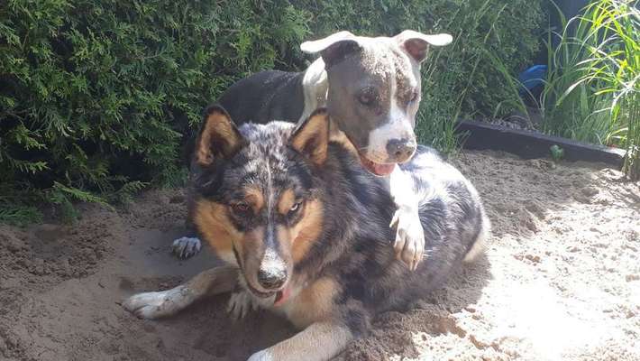 Dein Hund im Dogorama-Kalender 2021-Beitrag-Bild