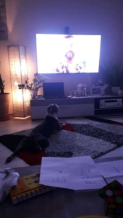 Fernseh-Hunde-Beitrag-Bild