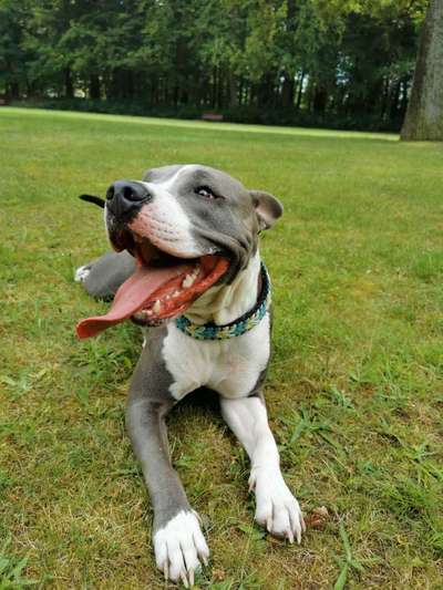 Dein Hund im Dogorama-Kalender 2021-Beitrag-Bild