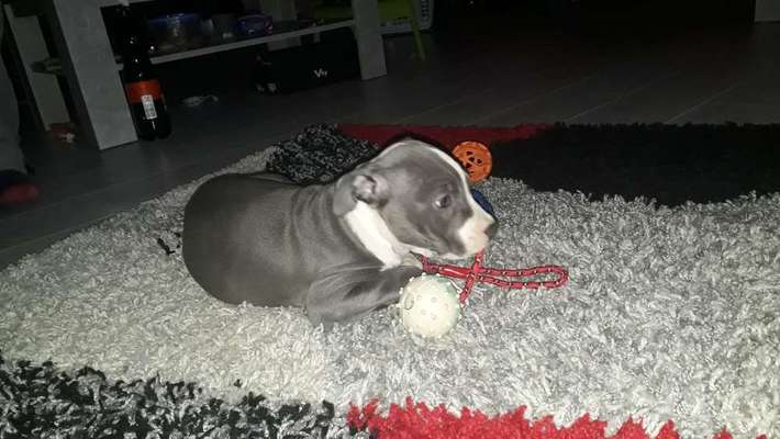 Welpen Bilder !-Beitrag-Bild