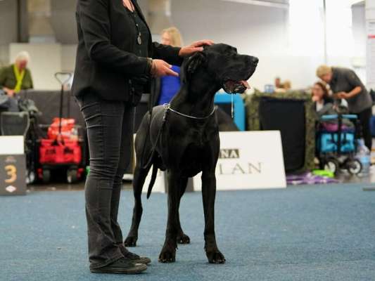 Deutsche Doggen-Beitrag-Bild