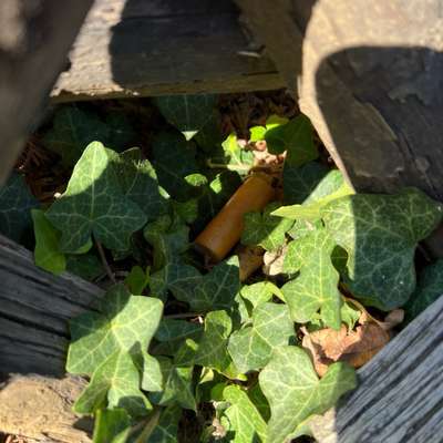 Giftköder-Möglicher Giftköder (Mehrere Wurststücke-Bild