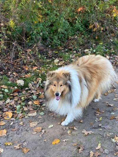 Langhaar Collies-Beitrag-Bild