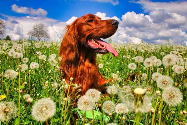 Die Dogorama Monats Challenge "Es grünt und blüht"-Beitrag-Bild